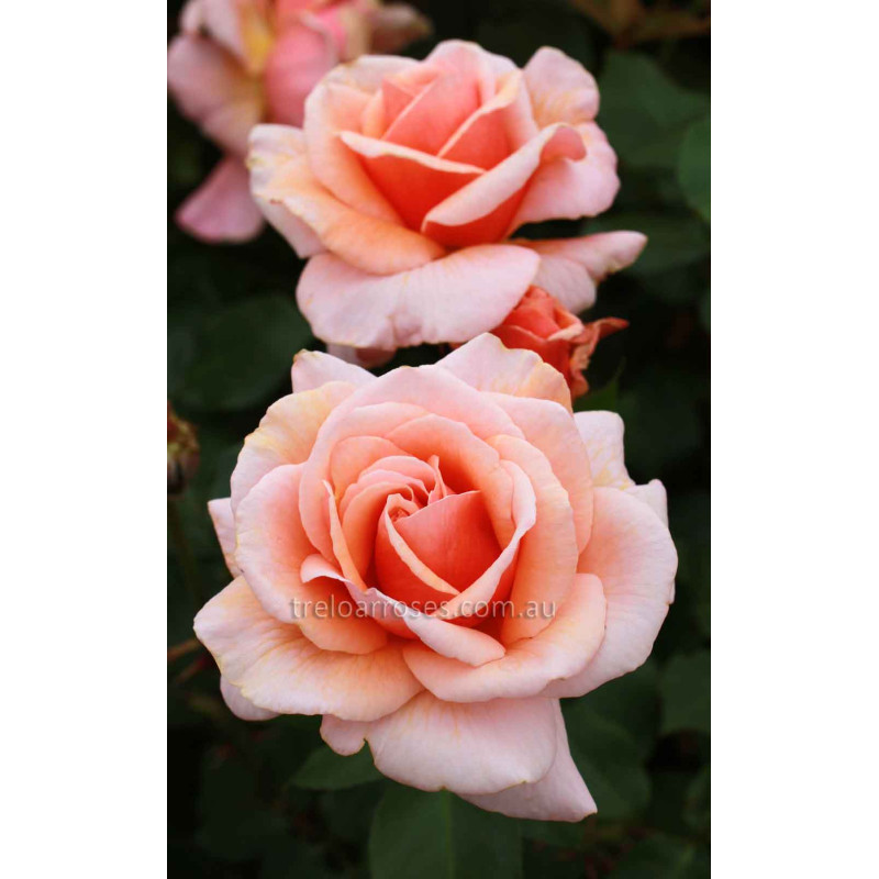 Hybrid Tea Bush Roses 200MM - Image 16