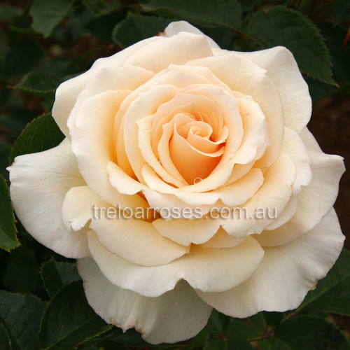 Hybrid Tea Bush Roses 200MM - Image 3