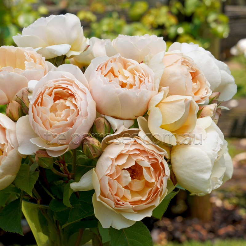 David Austin Roses - 90cm Standard (250mm Pots) - Image 10