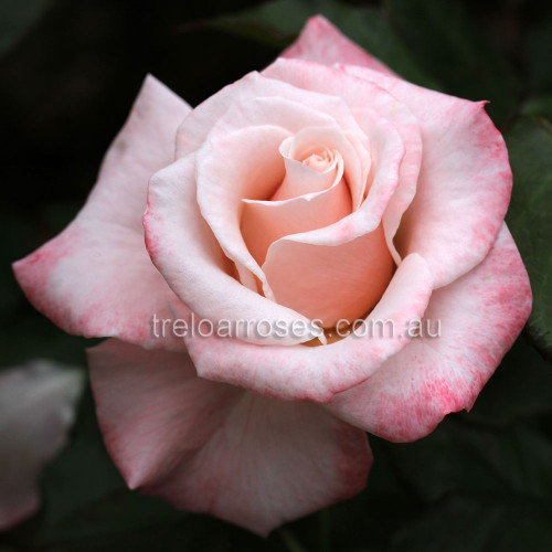 Hybrid Tea Bush Roses 200MM - Image 20