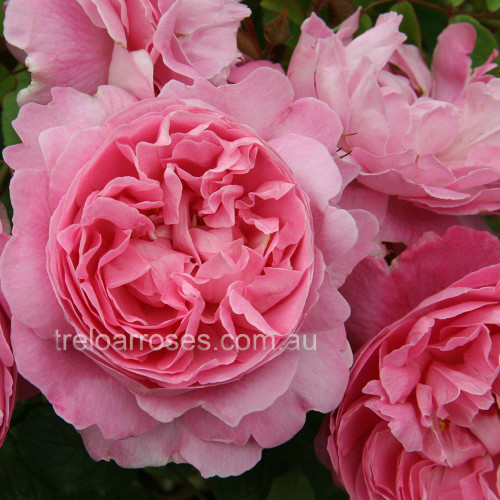 David Austin Roses - 90cm Standard (250mm Pots) - Image 9