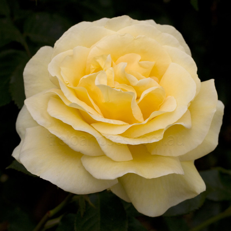 Hybrid Tea Bush Roses 200MM - Image 7