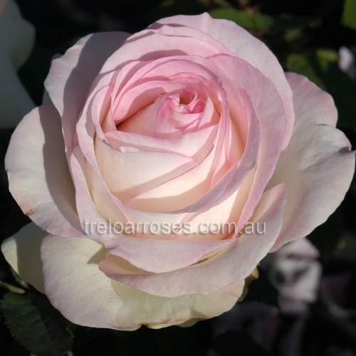 Hybrid Tea Bush Roses 200MM - Image 6