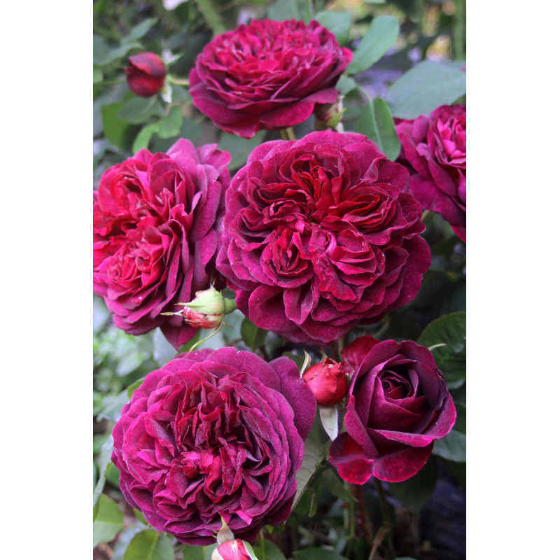 David Austin Roses - 90cm Standard (250mm Pots) - Image 8