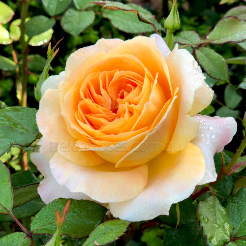 Hybrid Tea Bush Roses 200MM - Image 4