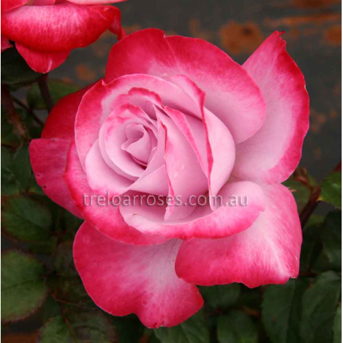 Hybrid Tea Bush Roses 200MM - Image 19