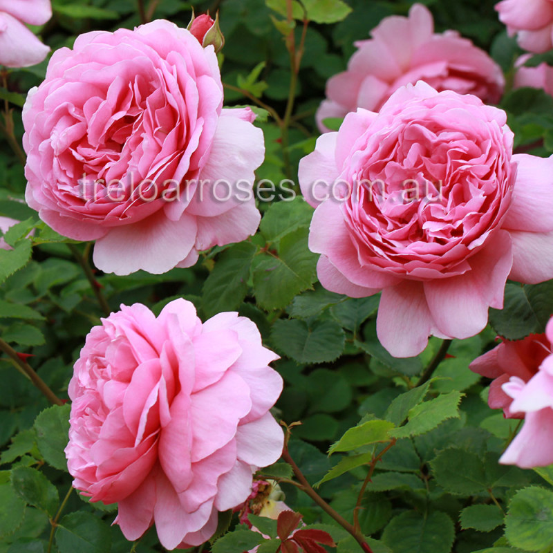 David Austin Roses - 90cm Standard (250mm Pots) - Image 7