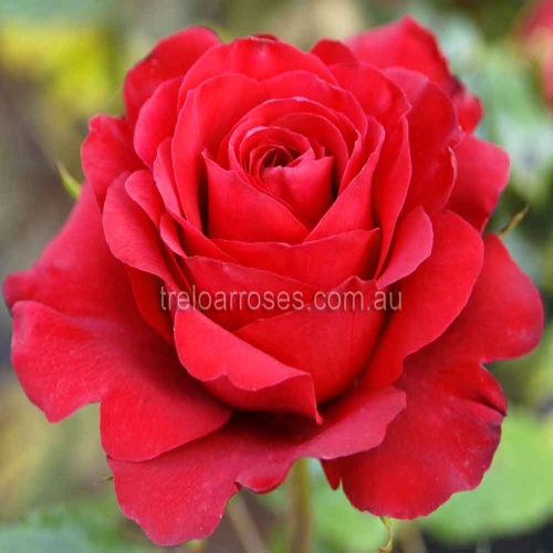 Hybrid Tea Bush Roses 200MM - Image 5