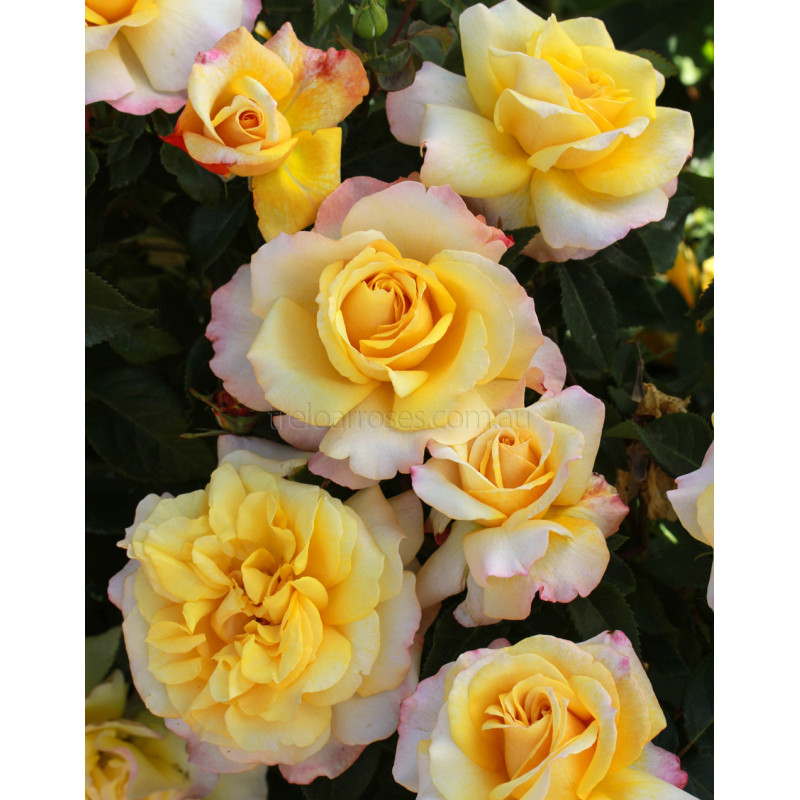Hybrid Tea Bush Roses 200MM - Image 8