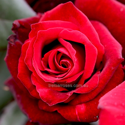 Hybrid Tea Bush Roses 200MM - Image 22