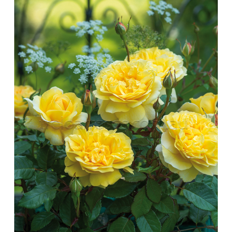 David Austin Roses - 90cm Standard (250mm Pots) - Image 6