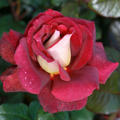 Hybrid Tea Bush Roses 200MM - Image 9