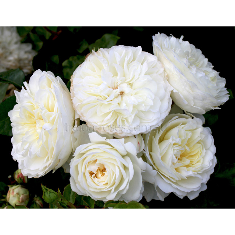 David Austin Roses - 90cm Standard (250mm Pots) - Image 2