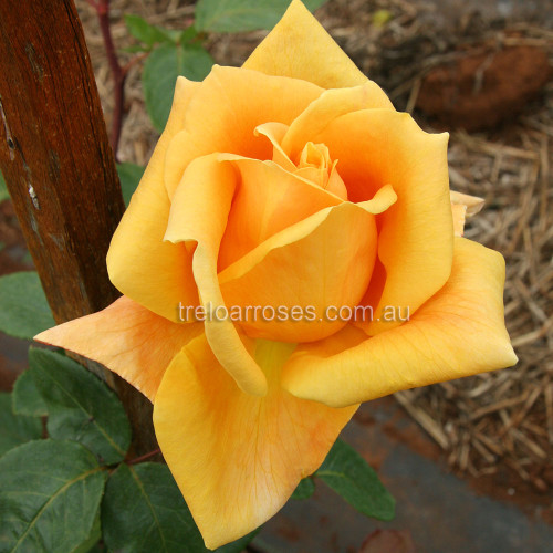 Hybrid Tea Bush Roses 200MM - Image 23