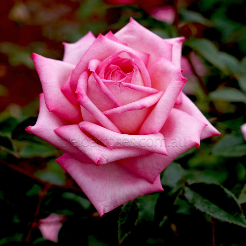 Hybrid Tea Bush Roses 200MM - Image 10