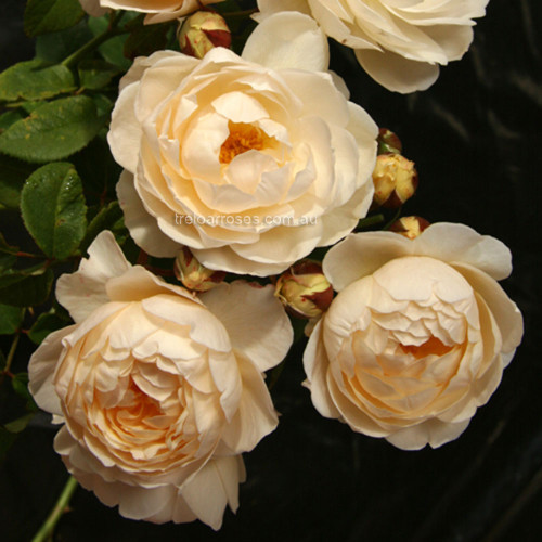 David Austin Roses - 90cm Standard (250mm Pots) - Image 5