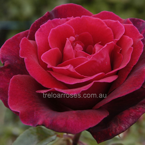 Hybrid Tea Bush Roses 200MM - Image 15