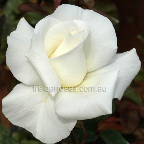 Hybrid Tea Bush Roses 200MM - Image 17