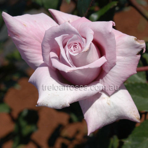 Hybrid Tea Bush Roses 200MM - Image 18