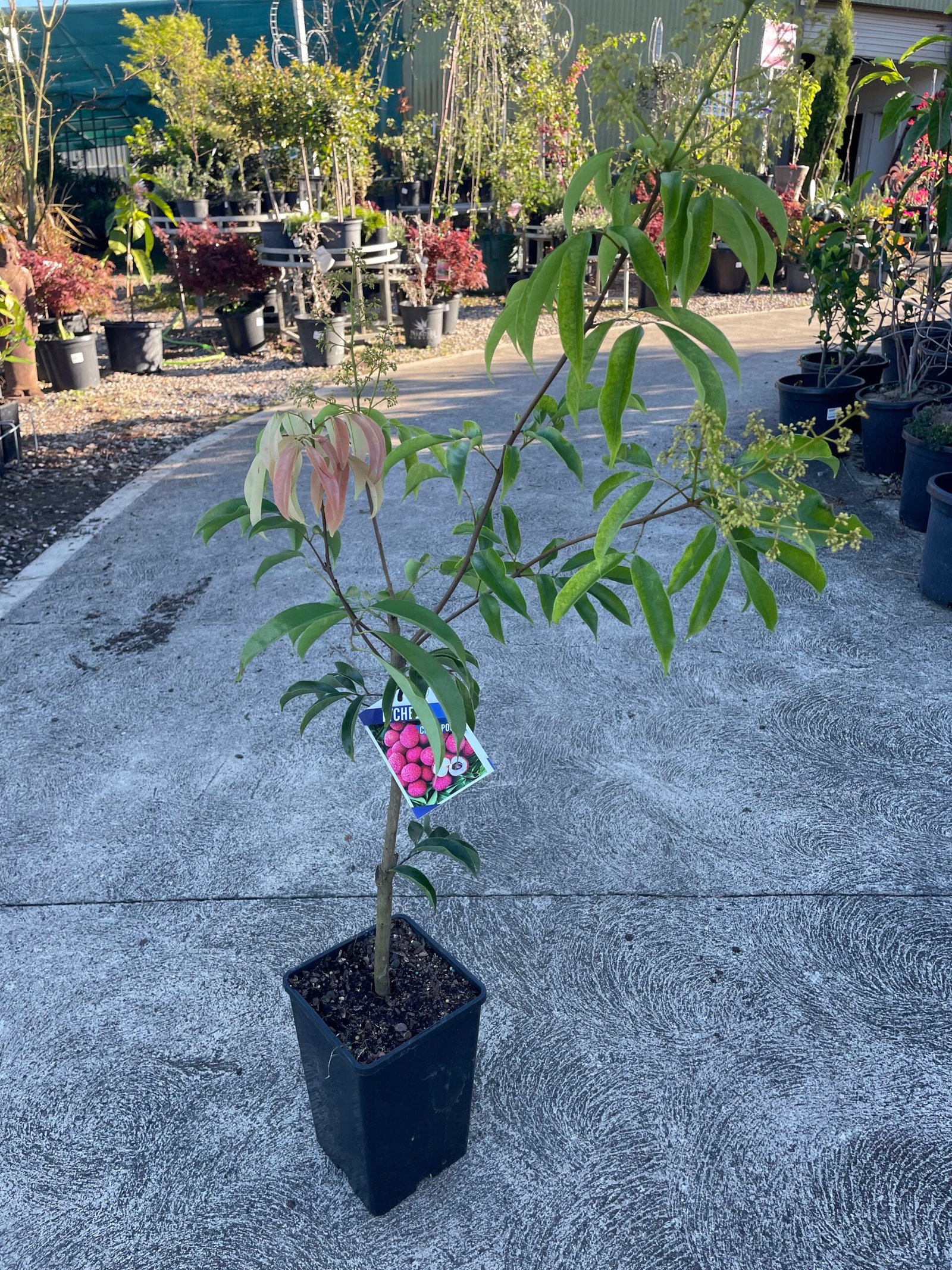 Grafted Lychee Fruit Tree 4L