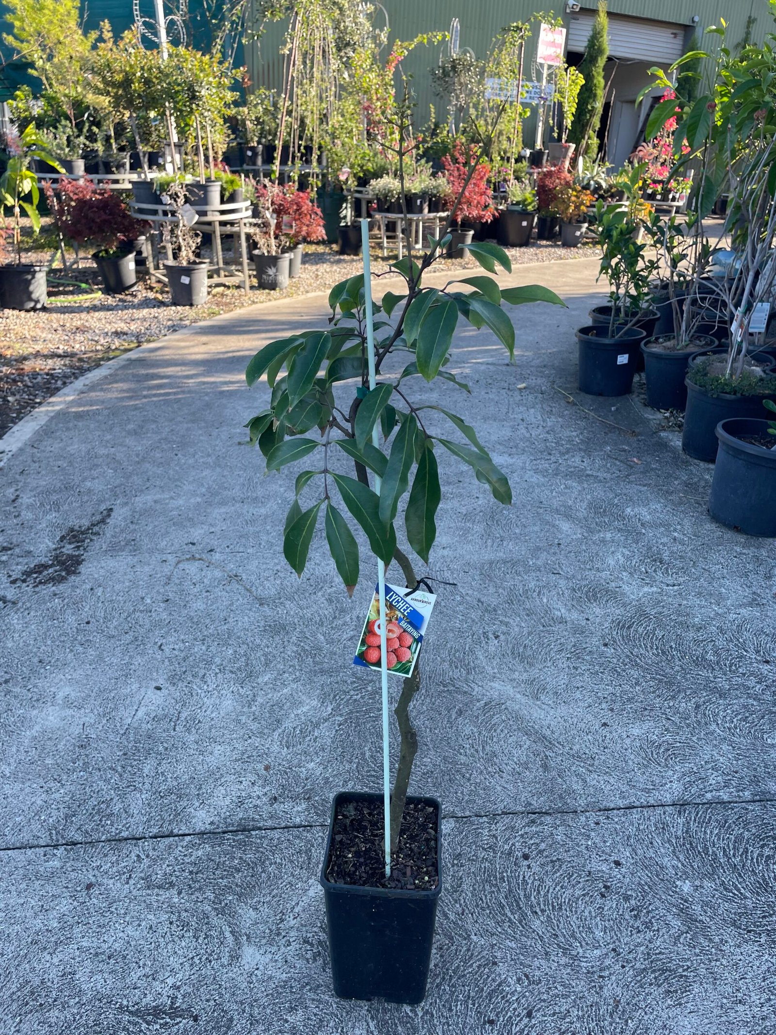 Grafted Lychee Fruit Tree 4L - Image 2
