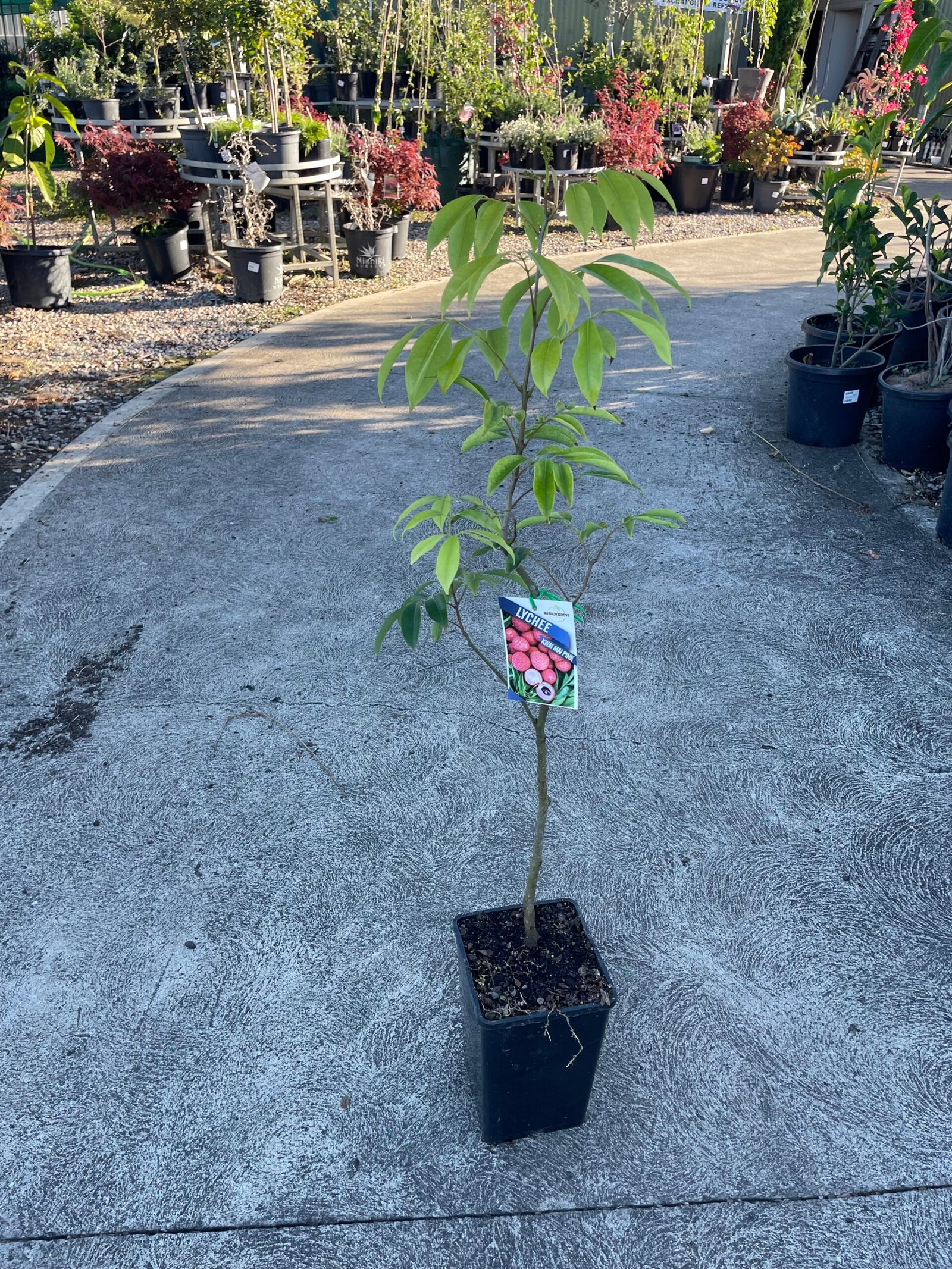Grafted Lychee Fruit Tree 4L - Image 3