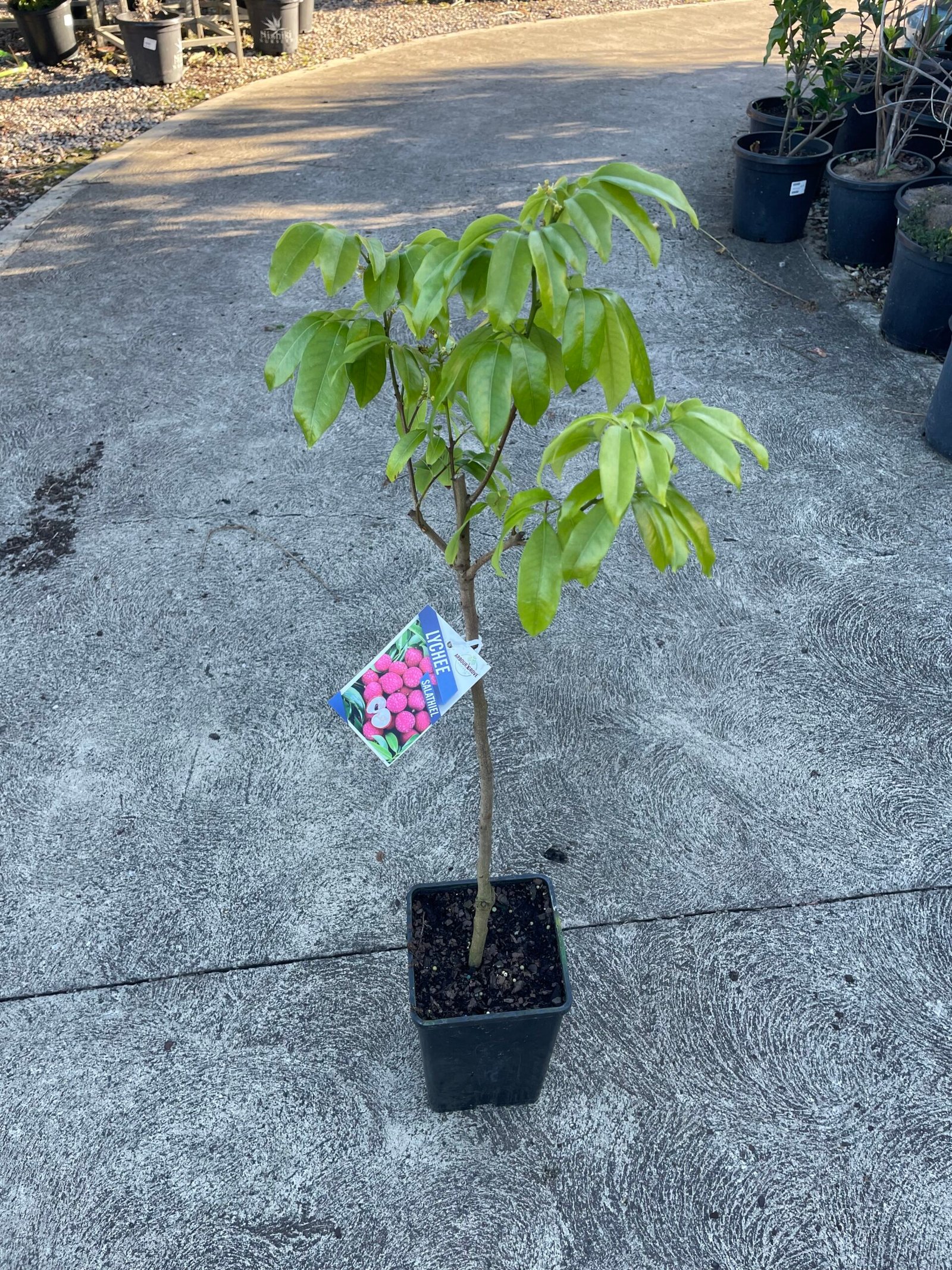 Grafted Lychee Fruit Tree 4L - Image 4