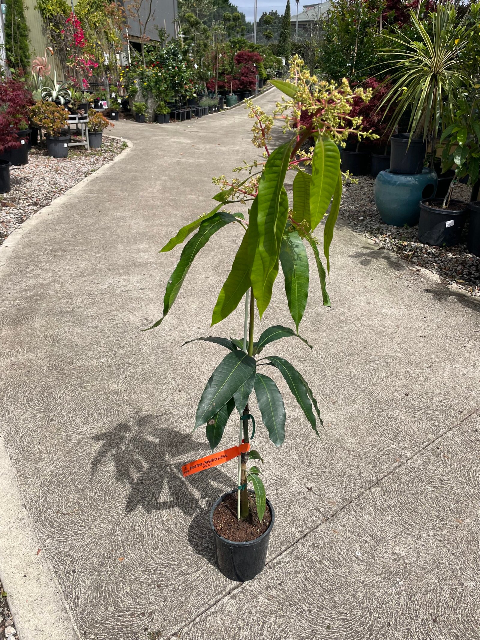 Grafted Mango Fruit Tree 4L - Image 4