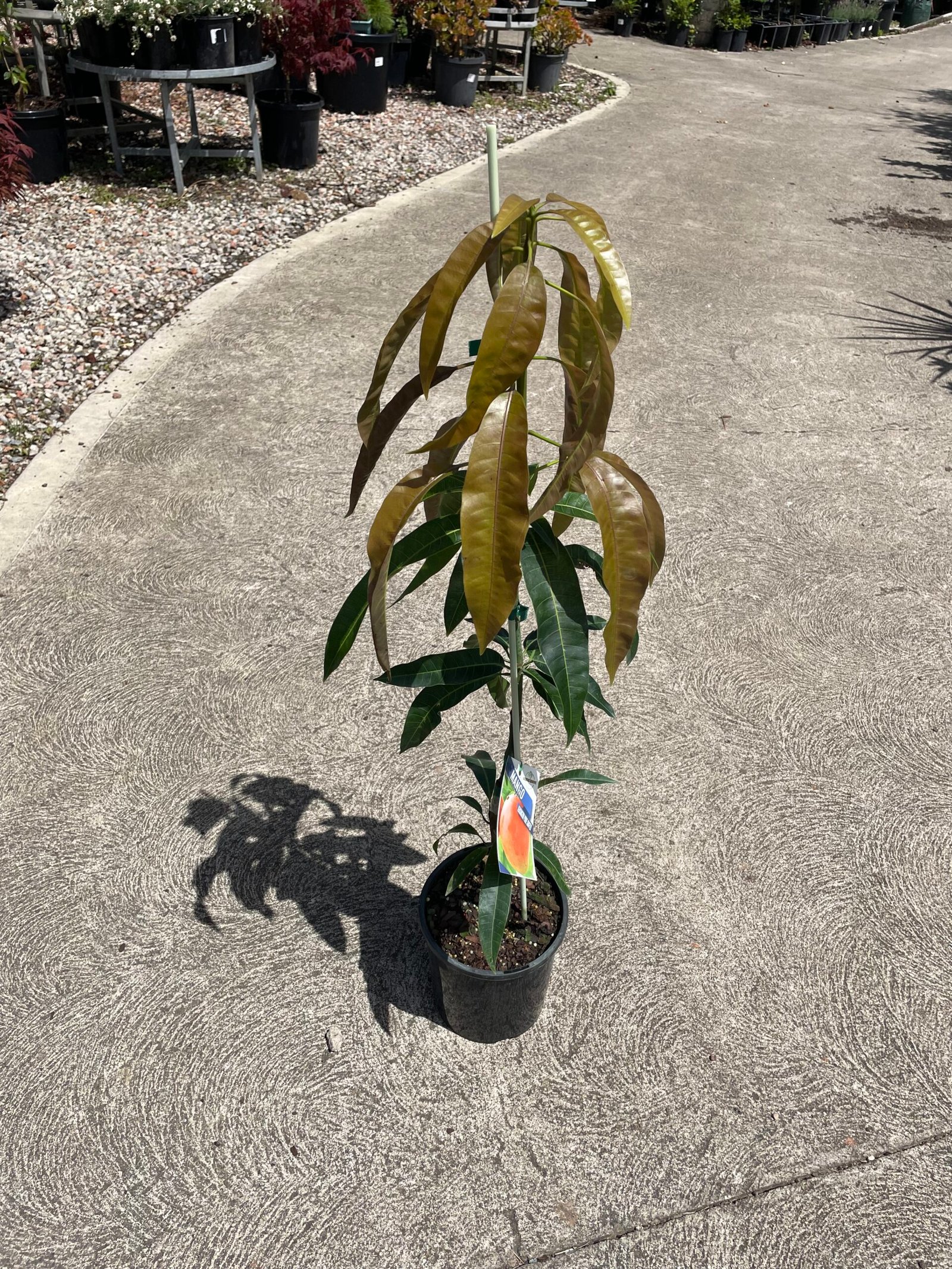 Grafted Mango Fruit Tree 4L