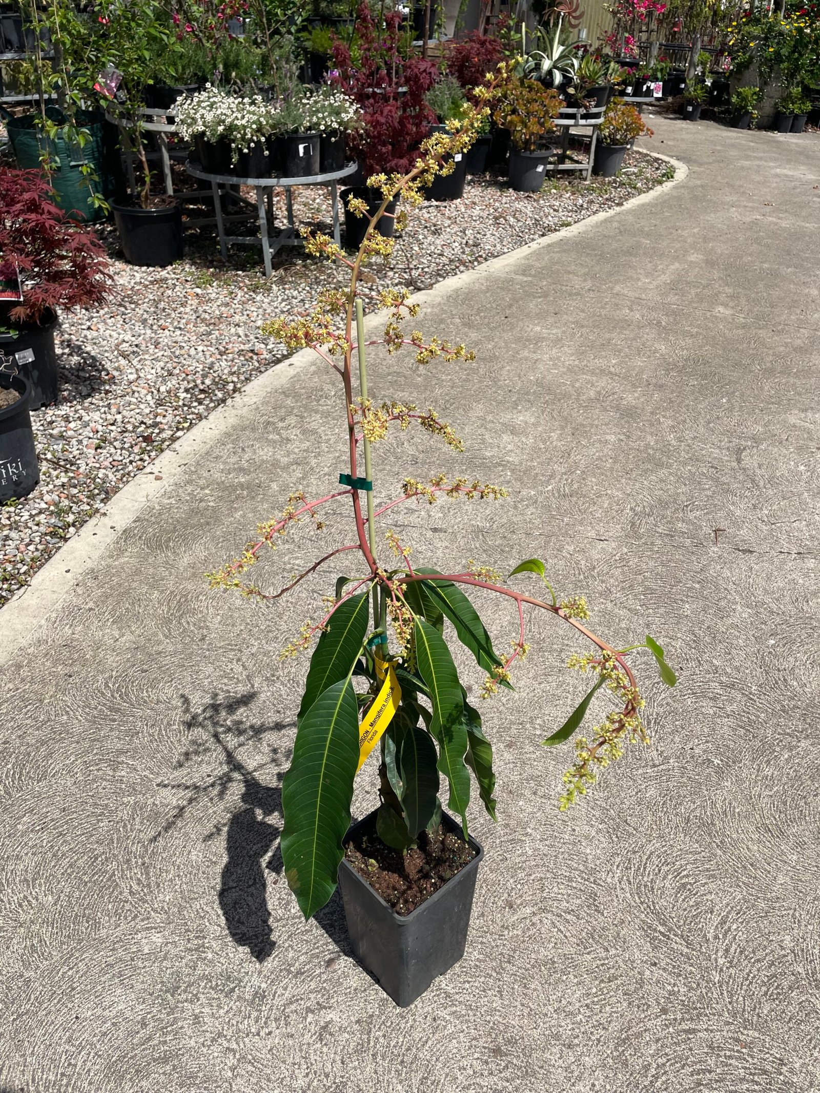 Grafted Mango Fruit Tree 4L - Image 2
