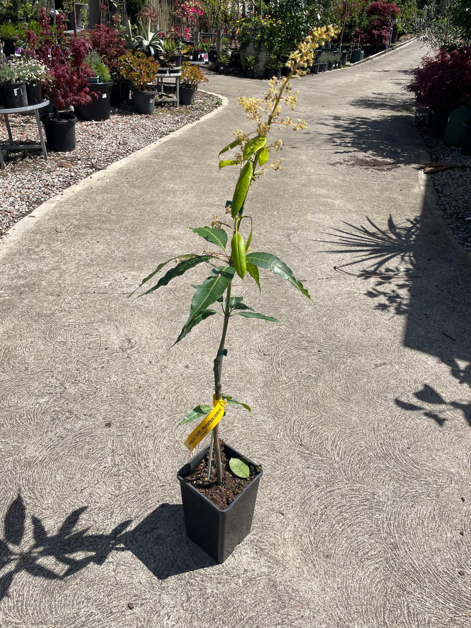 Grafted Mango Fruit Tree 4L - Image 3
