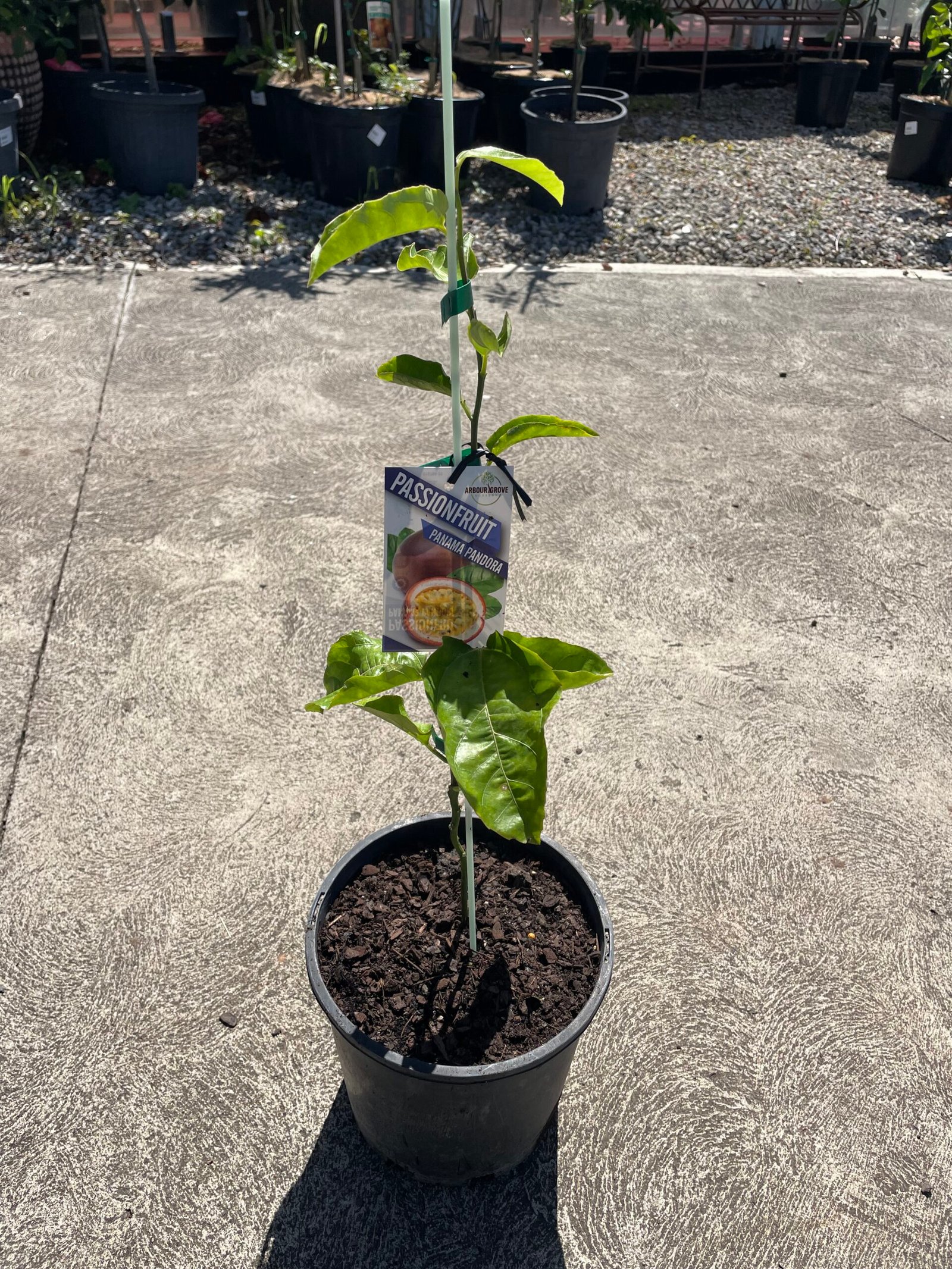 Passionfruit Panama Perfection 200MM